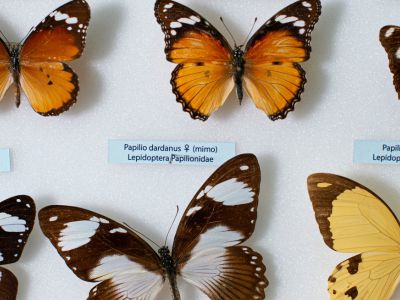 Intervista a Francesco Badia, Direttore del sistema museale Unimore